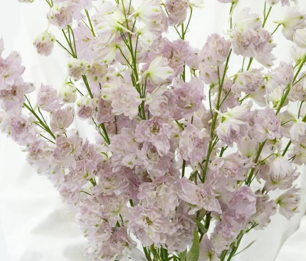 Delphinium ’Lady’ 80 Seeds