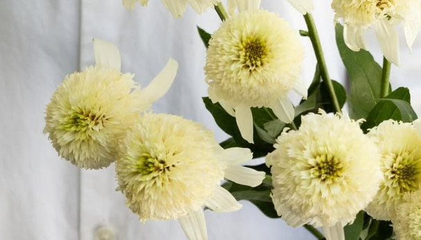 Echinacea purpurea ’White ball view’ 30 Seeds