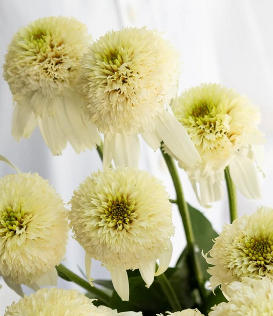 Echinacea purpurea ’White ball view’ 30 Seeds