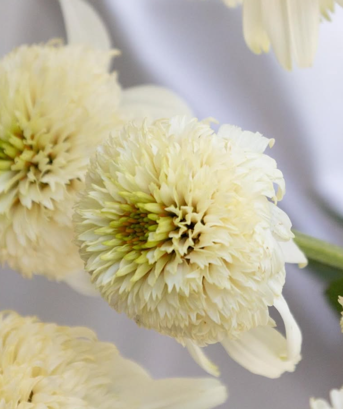 Echinacea purpurea ’White ball view’ 30 Seeds