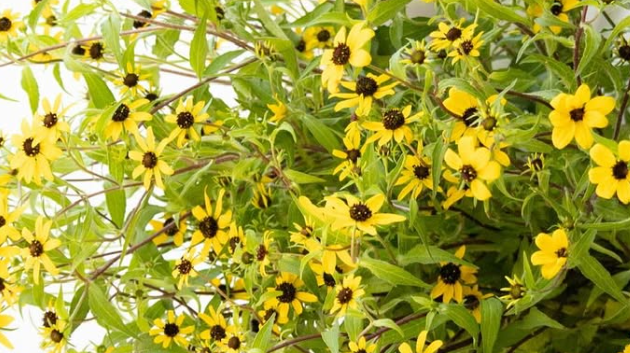Rudbeckia ’Takao’ 100 Seeds