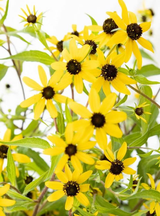 Rudbeckia ’Takao’ 100 Seeds