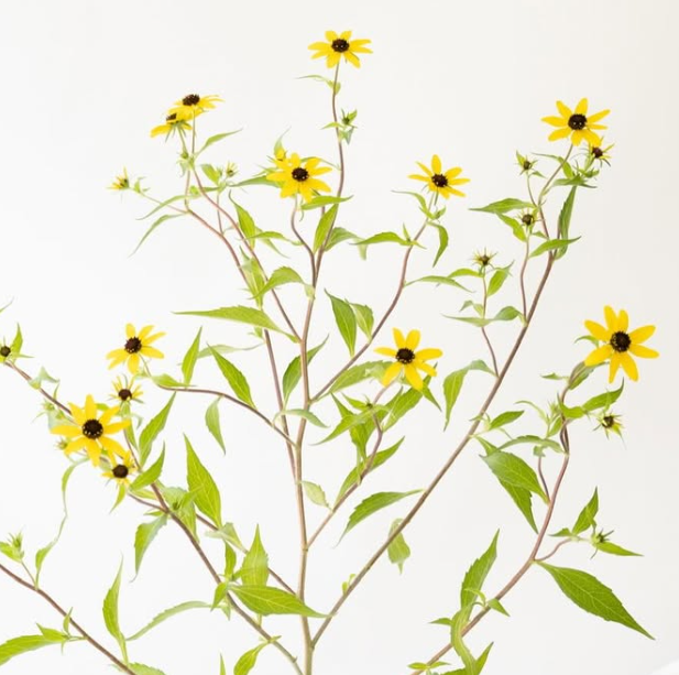 Rudbeckia ’Takao’ 100 Seeds