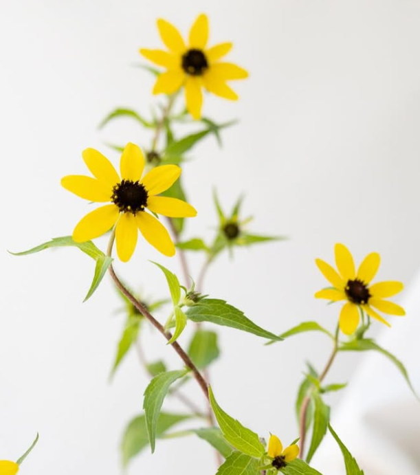 Rudbeckia ’Takao’ 100 Seeds