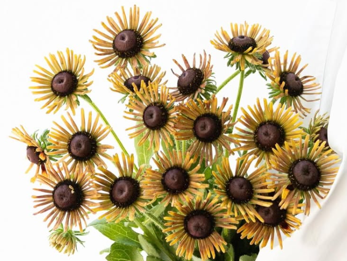 Rudbeckia ’Russet Glow’ 100 Seeds