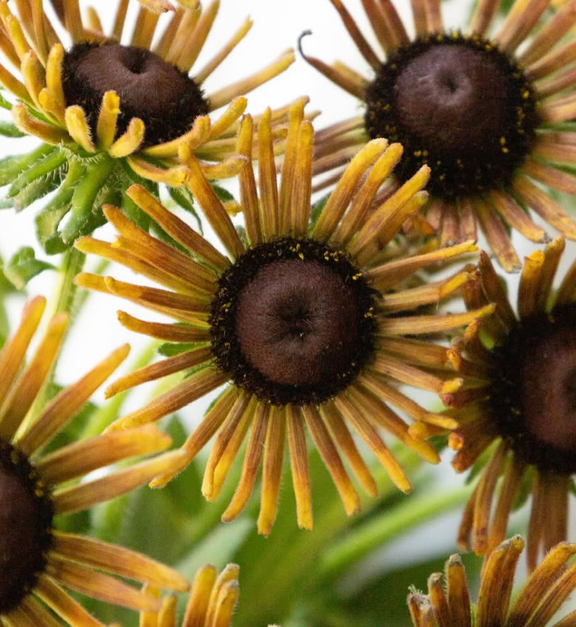 Rudbeckia ’Russet Glow’ 100 Seeds