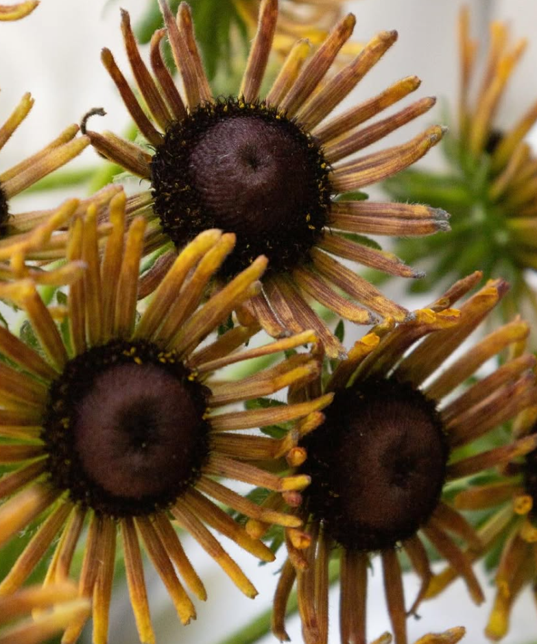Rudbeckia ’Russet Glow’ 100 Seeds