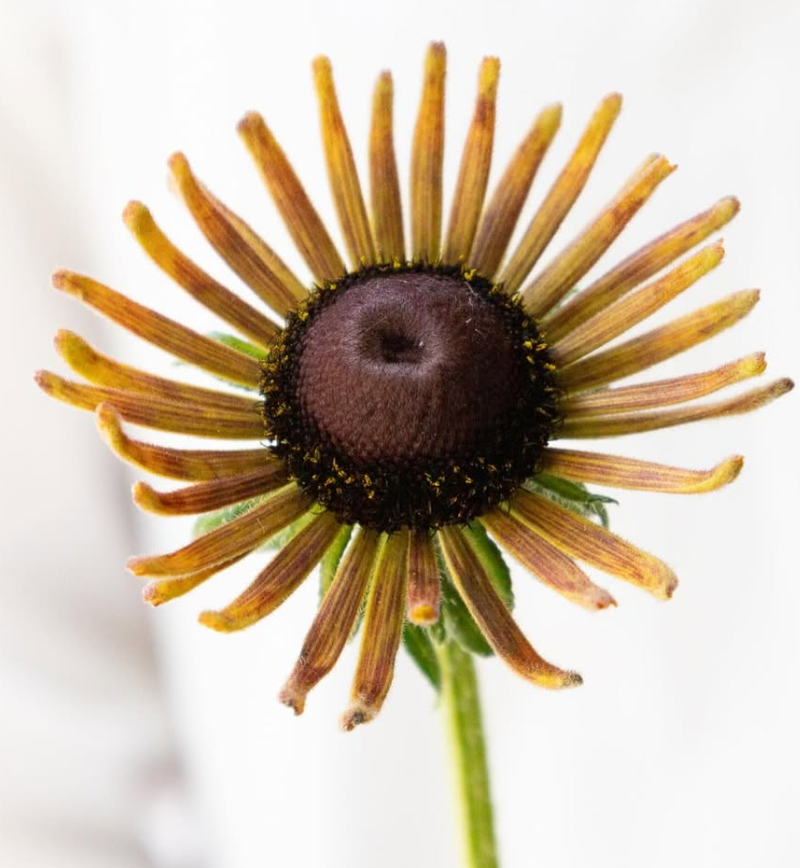 Rudbeckia ’Russet Glow’ 100 Seeds