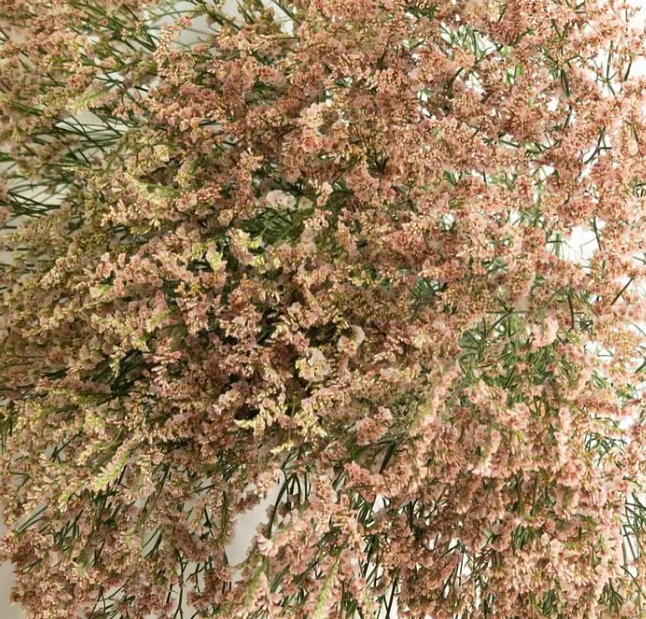 Limonium sinuatum ’Kibi’ 100 Seeds