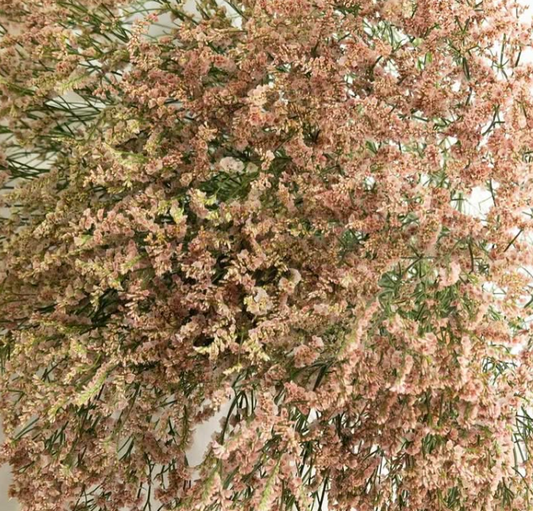 Limonium sinuatum ’Kibi’ 100 Seeds