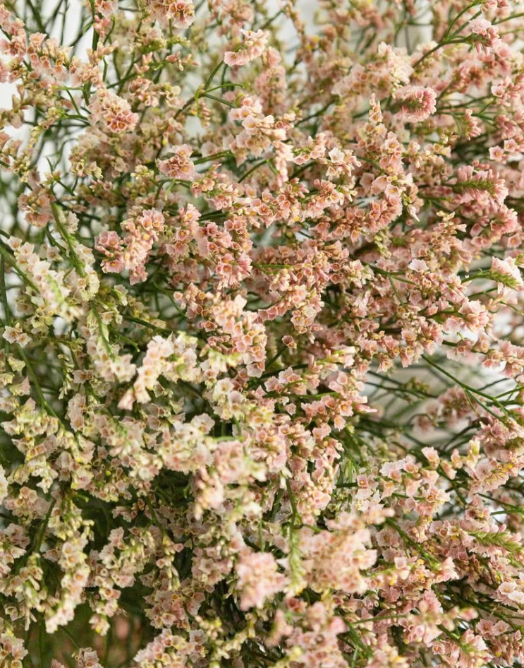 Limonium sinuatum ’Kibi’ 100 Seeds