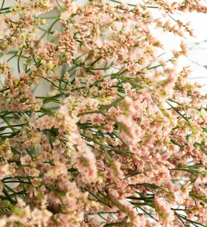 Limonium sinuatum ’Kibi’ 100 Seeds