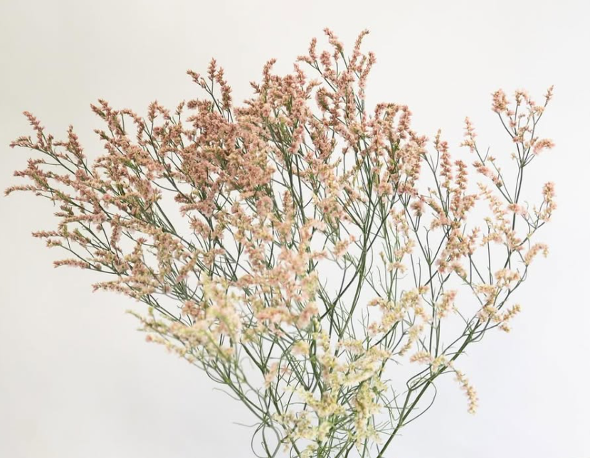 Limonium sinuatum ’Kibi’ 100 Seeds