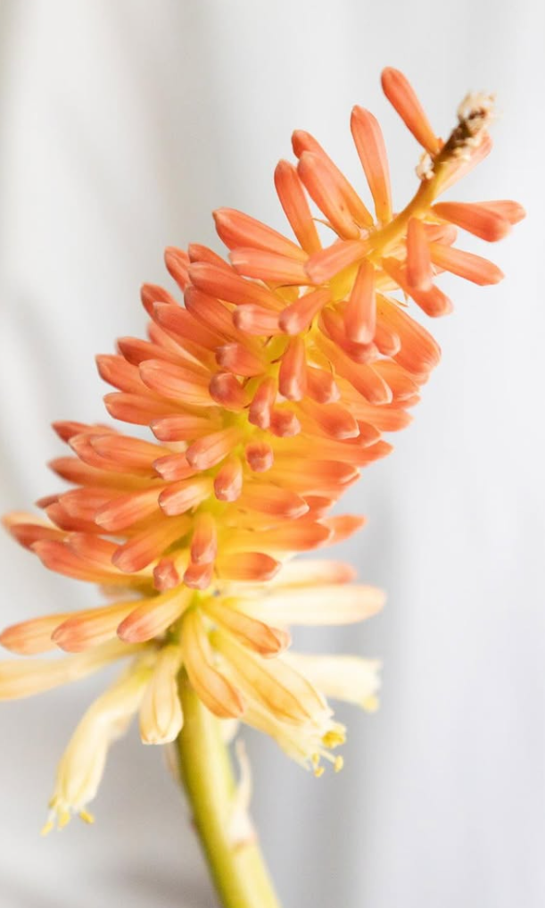 Kniphofia ’Flamenco’ 30 Seeds