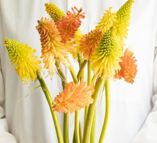 Kniphofia ’Flamenco’ 30 Seeds
