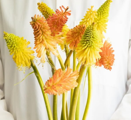 Kniphofia ’Flamenco’ 30 Seeds