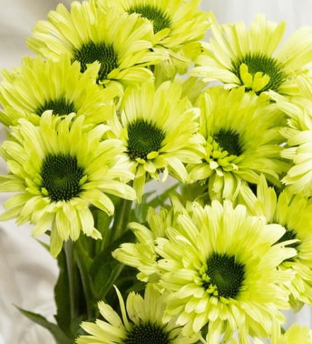 Echinacea purpurea ’Green jewel’ 30 Seeds