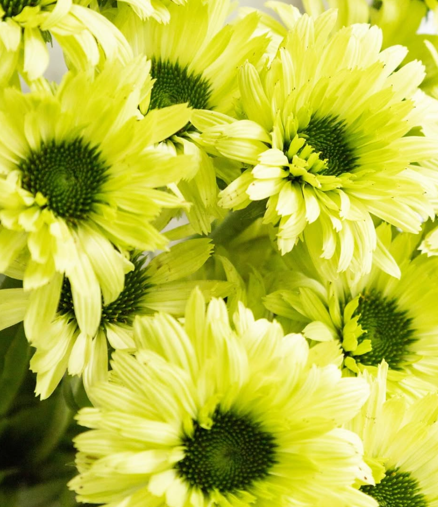Echinacea purpurea ’Green jewel’ 30 Seeds