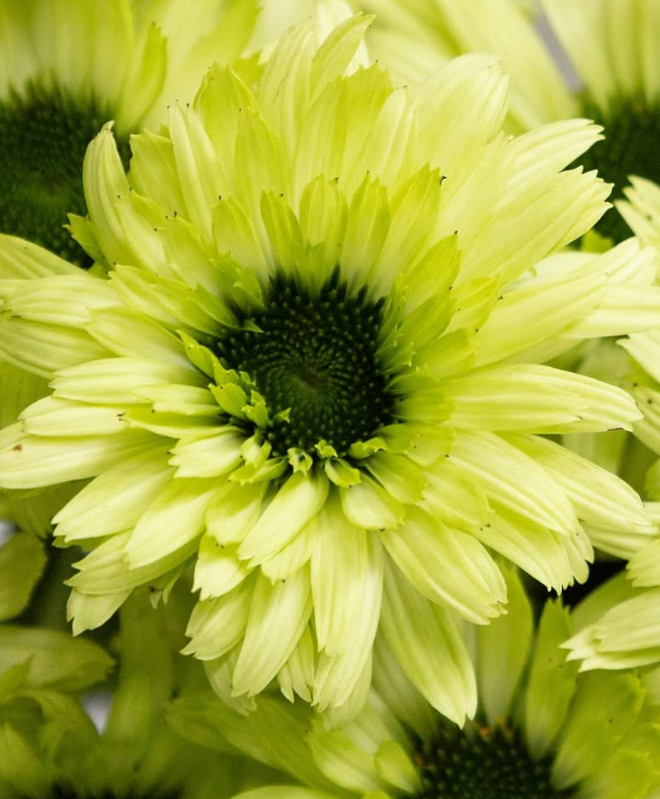 Echinacea purpurea ’Green jewel’ 30 Seeds