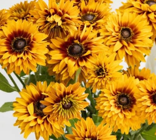 Rudbeckia ’Flamenco bright orange’ 100 Seeds