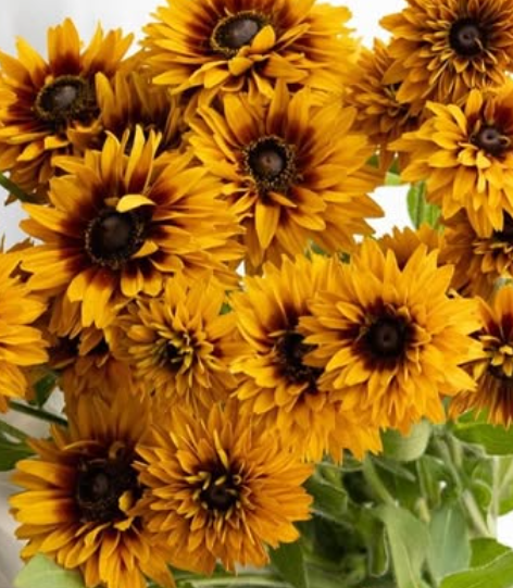 Rudbeckia ’Flamenco bright orange’ 100 Seeds