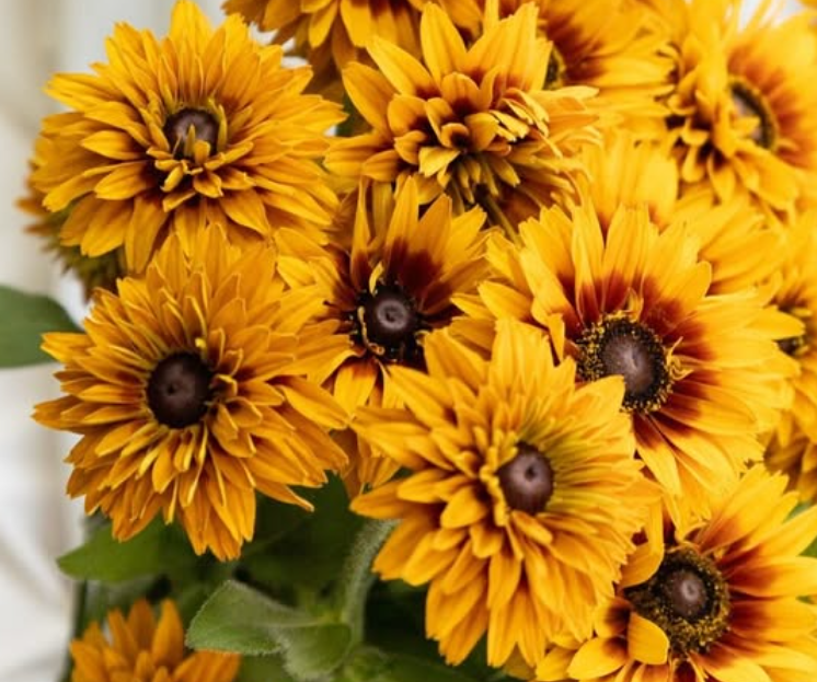 Rudbeckia ’Flamenco bright orange’ 100 Seeds