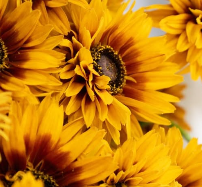 Rudbeckia ’Flamenco bright orange’ 100 Seeds