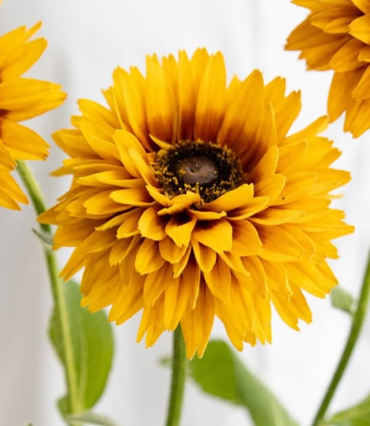 Rudbeckia ’Flamenco bright orange’ 100 Seeds
