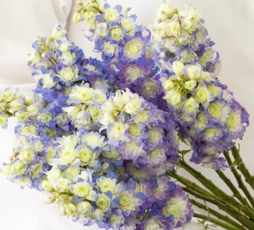 Delphinium ’Purple suprise’ 80 Seeds