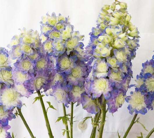 Delphinium ’Purple suprise’ 80 Seeds