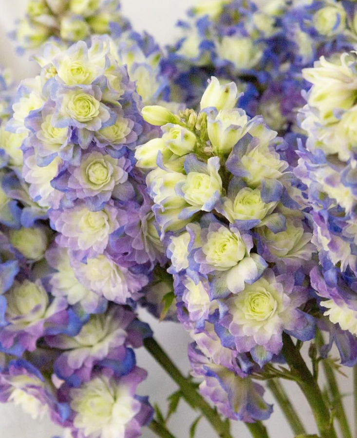 Delphinium ’Purple suprise’ 80 Seeds