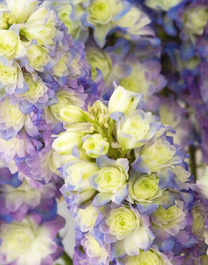 Delphinium ’Purple suprise’ 80 Seeds