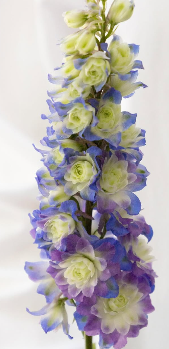 Delphinium ’Purple suprise’ 80 Seeds