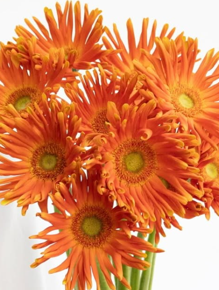 Gerbera ’Pasta marinara’ 50 Seeds