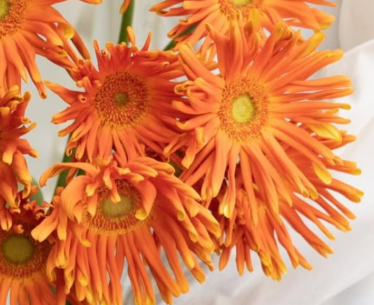 Gerbera ’Pasta marinara’ 50 Seeds