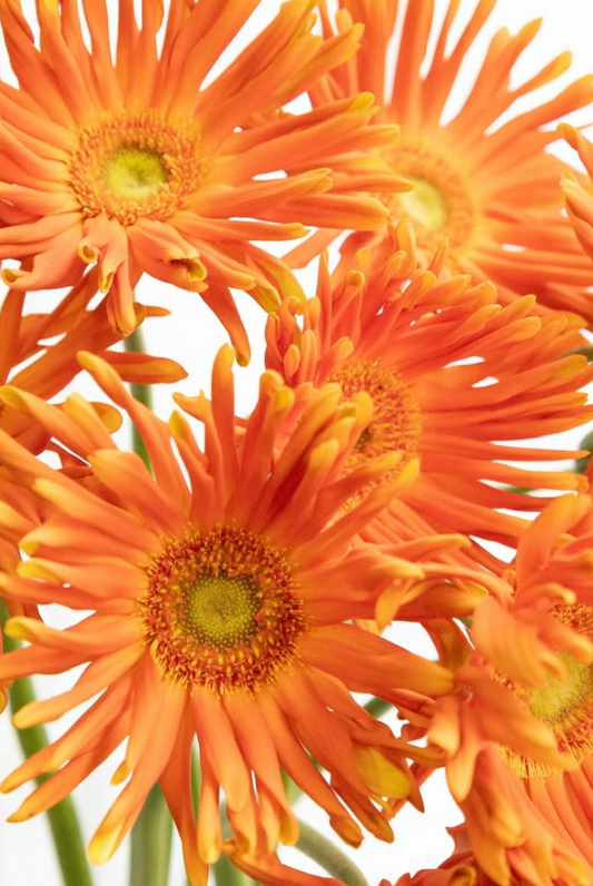 Gerbera ’Pasta marinara’ 50 Seeds