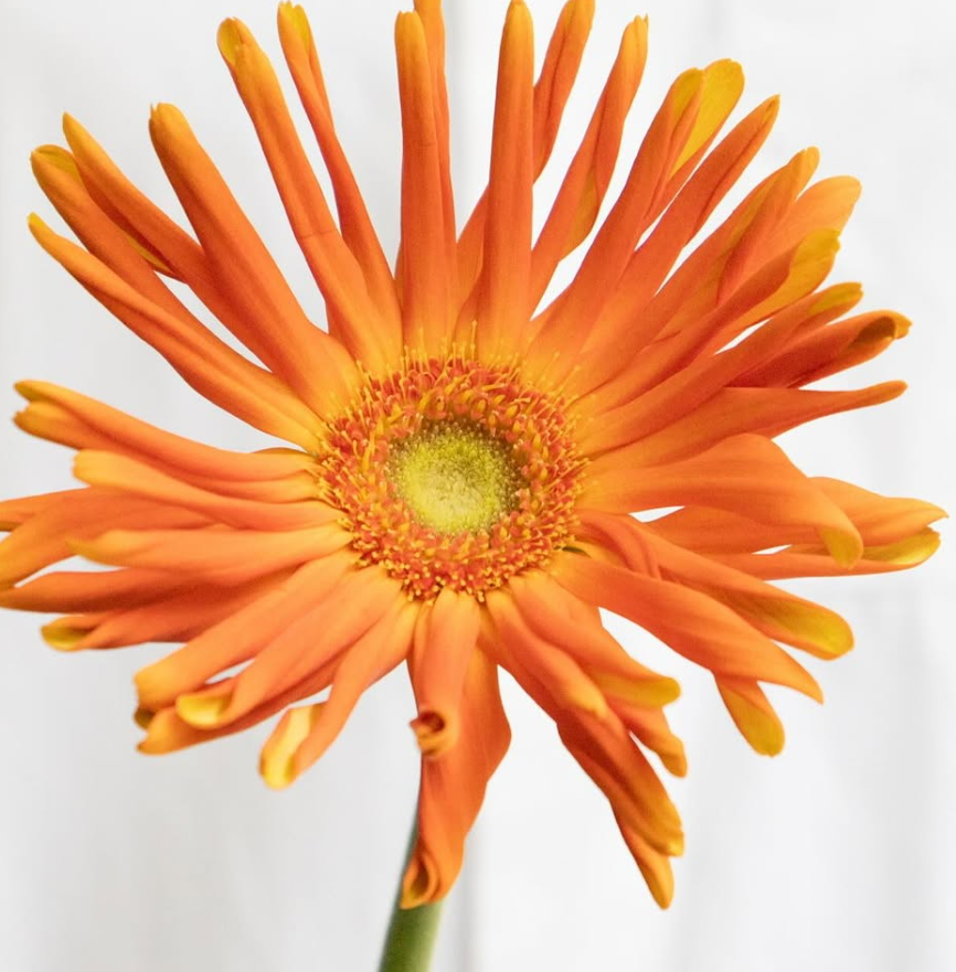 Gerbera ’Pasta marinara’ 50 Seeds