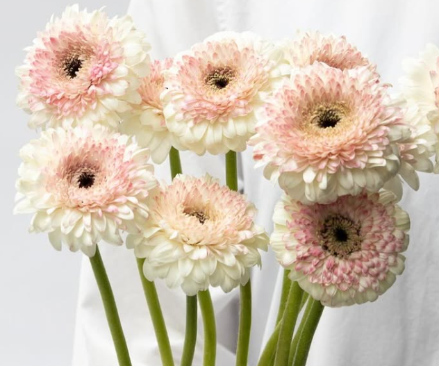 Gerbera ’Bolero Lisa’ 50 Seeds