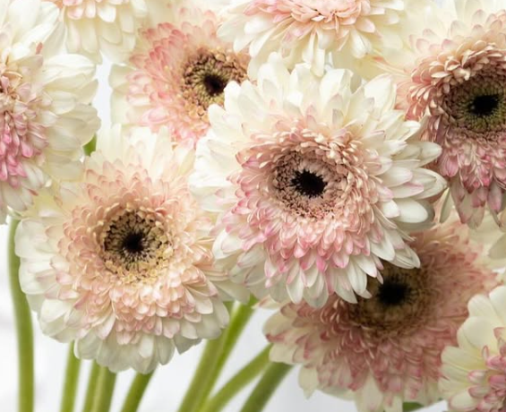 Gerbera ’Bolero Lisa’ 50 Seeds