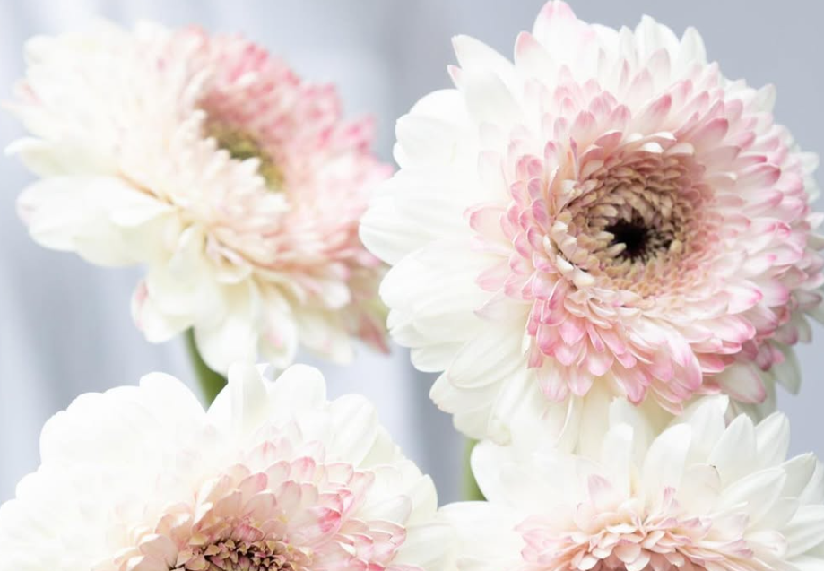 Gerbera ’Bolero Lisa’ 50 Seeds