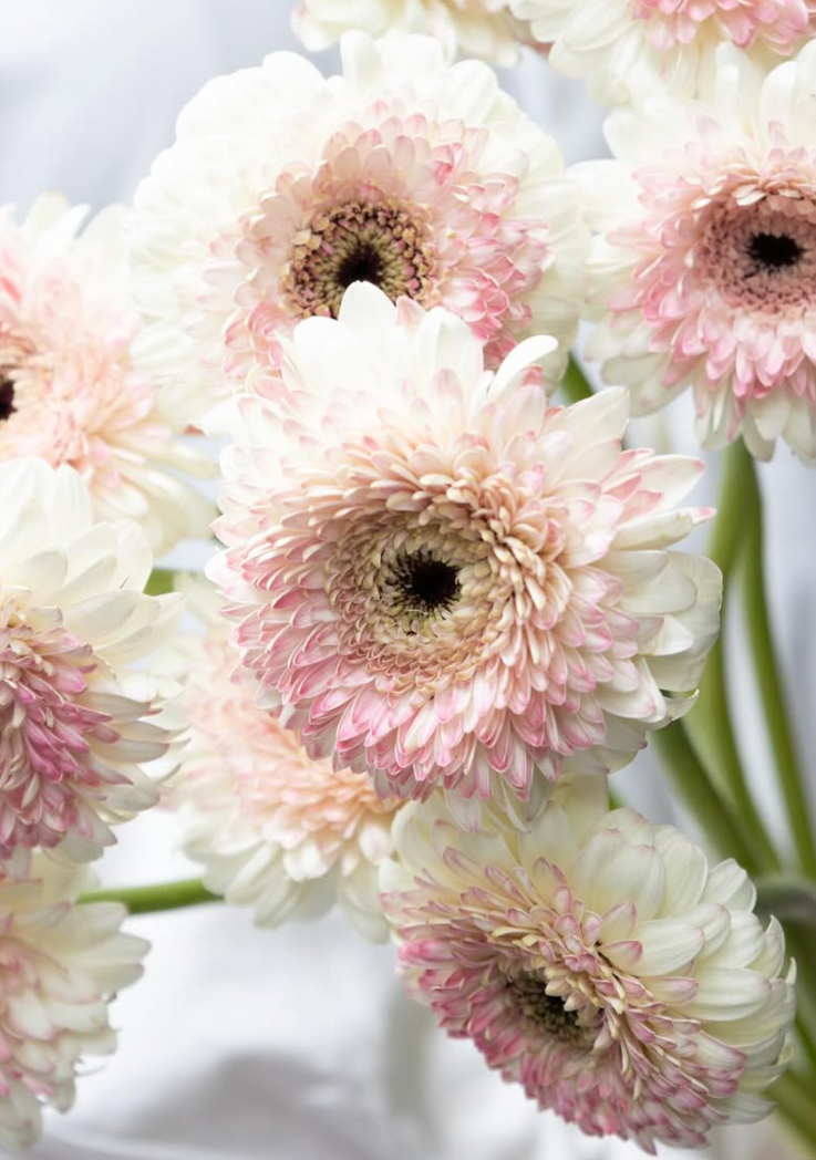 Gerbera ’Bolero Lisa’ 50 Seeds