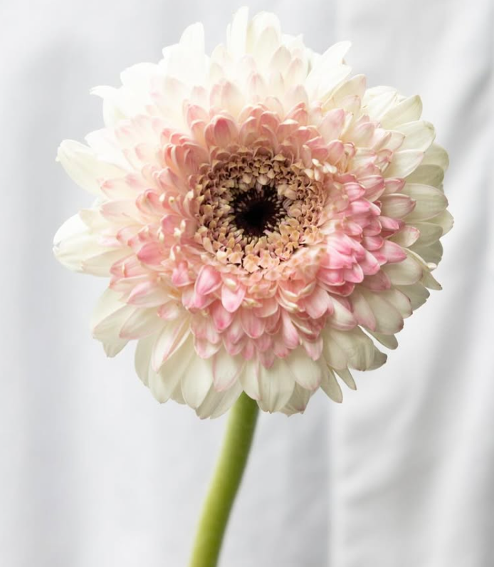 Gerbera ’Bolero Lisa’ 50 Seeds