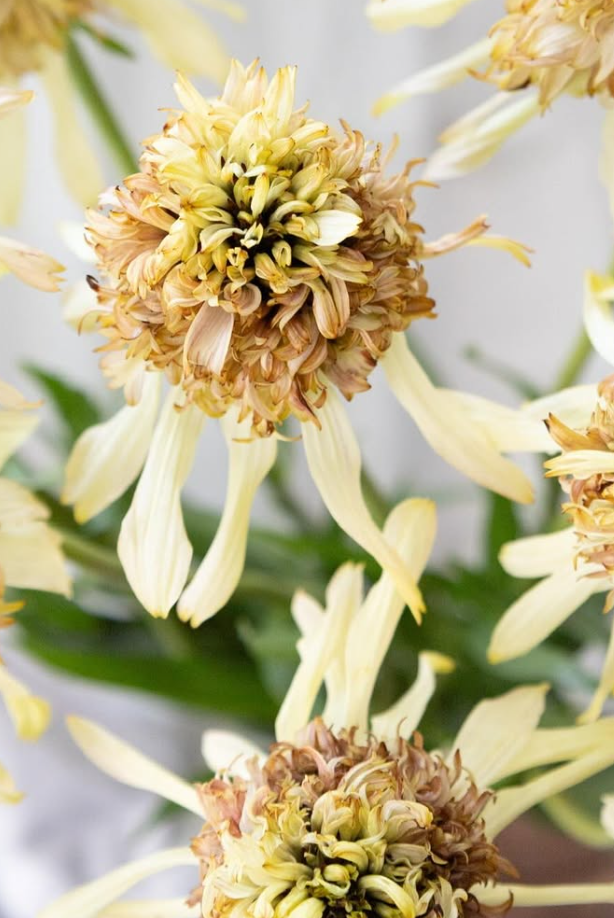 Echinacea purpurea ’Strawberry short cake’ 30 Seeds