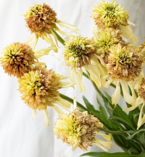 Echinacea purpurea ’Strawberry short cake’ 30 Seeds