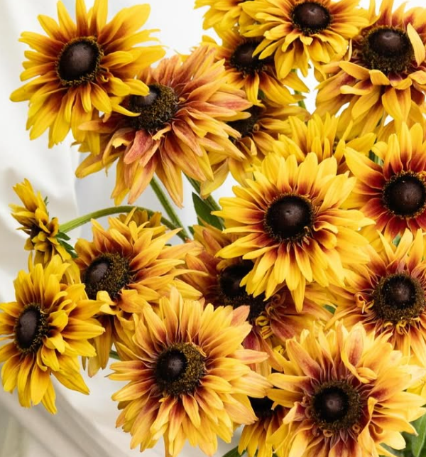 Rudbeckia ’Flamenco apricot’ 100 Seeds