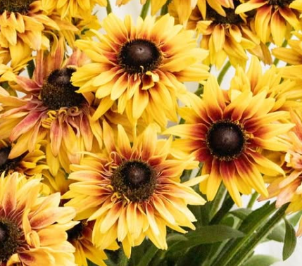 Rudbeckia ’Flamenco apricot’ 100 Seeds