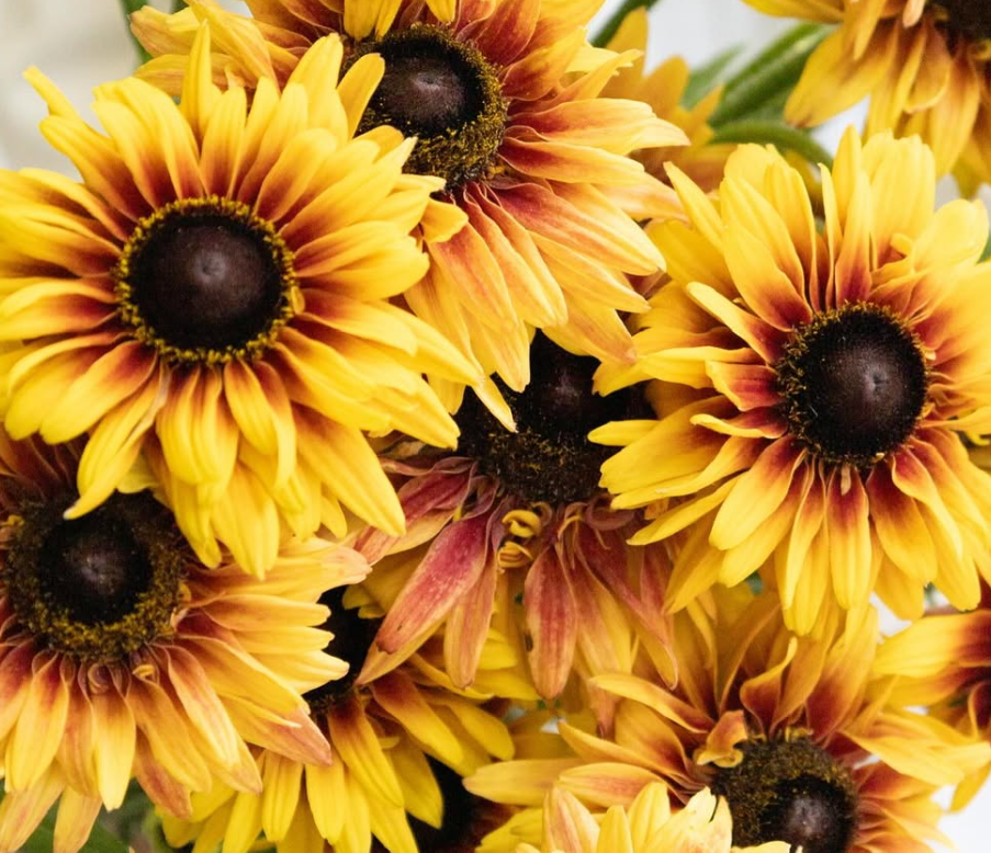 Rudbeckia ’Flamenco apricot’ 100 Seeds