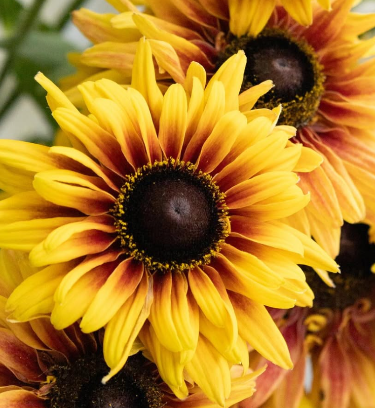 Rudbeckia ’Flamenco apricot’ 100 Seeds
