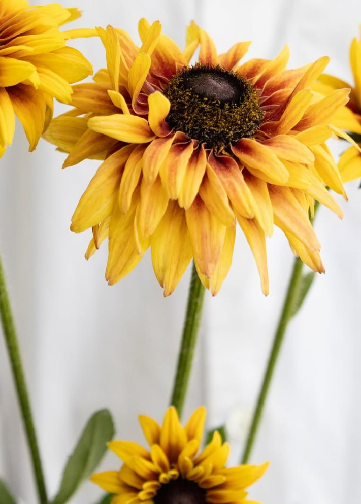 Rudbeckia ’Flamenco apricot’ 100 Seeds