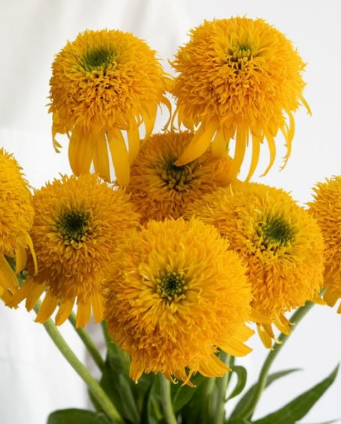 Echinacea purpurea ’Secret grow’ 30 Seeds